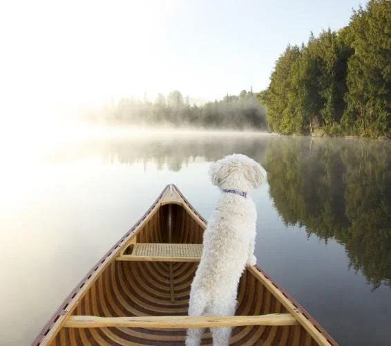 Puppy sitting up on a canoe overlooking the lake