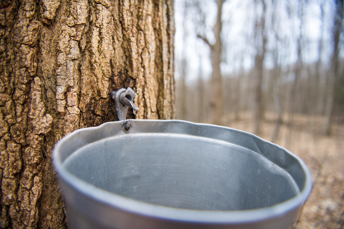 A pot catching sap from a Maple tree