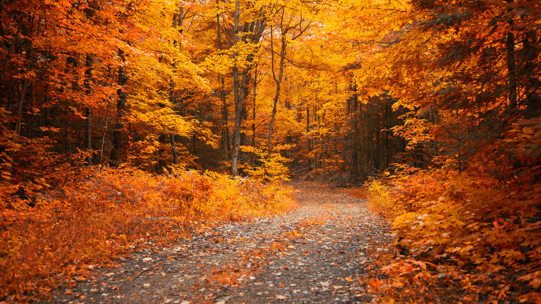 A Muskoka, Ontario trail in the fall