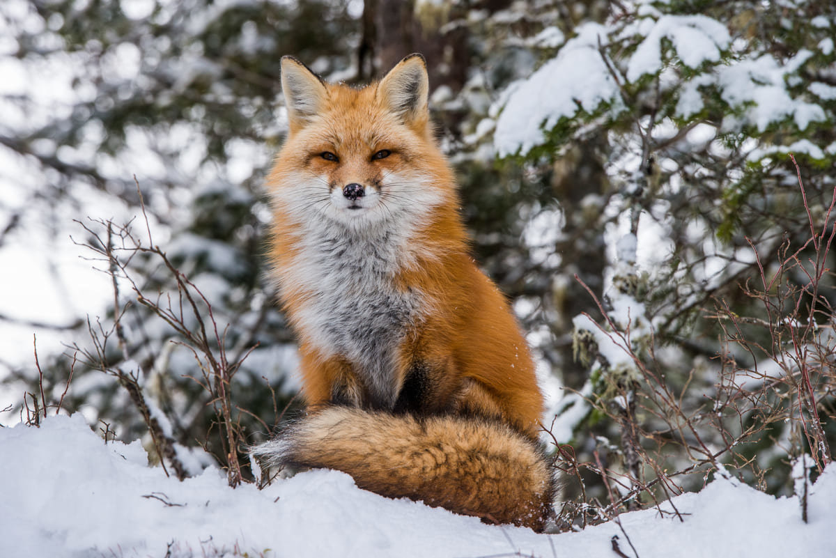 A red fox sighting in the middle of winter.