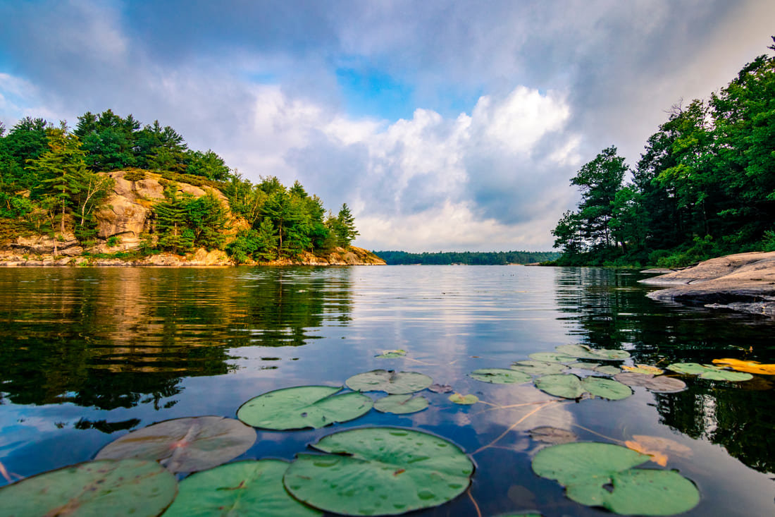 The view of a lake in Ontario with lily pads and forest