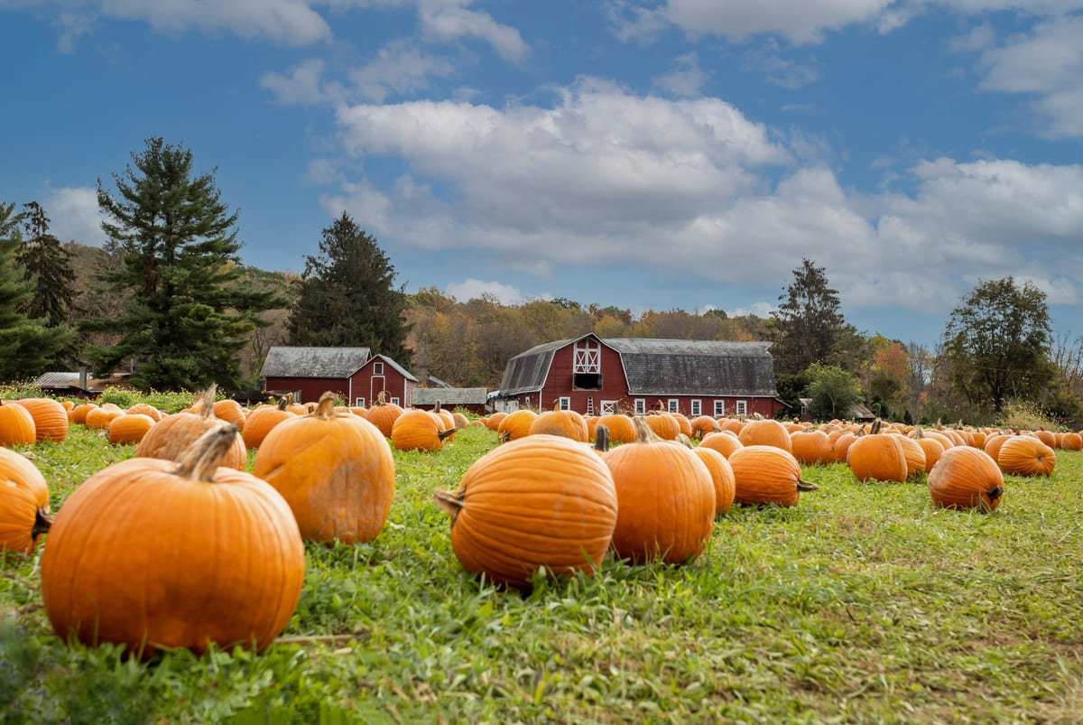 A pumpkin patch in fall during the day.