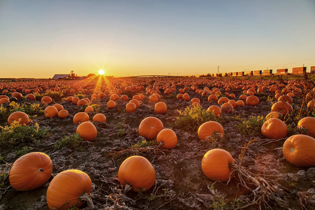 A pumpkin patch lit neatly by a sunset.