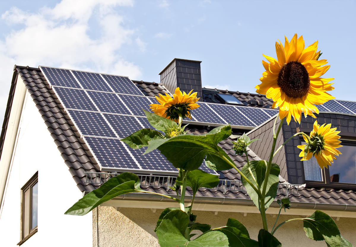 solar panels and sunflowers in front of a home.